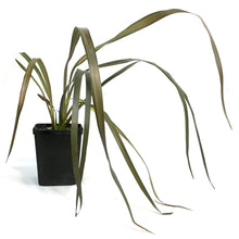 Load image into Gallery viewer, Phormium, 4.5in, Pink Panther