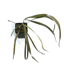 Load image into Gallery viewer, Phormium, 4.5in, Pink Panther