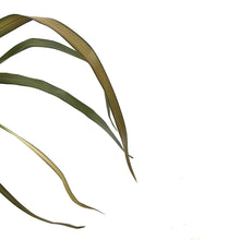 Load image into Gallery viewer, Phormium, 4.5in, Pink Panther