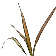 Load image into Gallery viewer, Phormium, 4.5in,Rainboe Sunrise