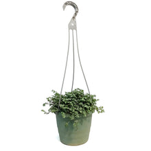 Load image into Gallery viewer, Pilea 6.5in Hanging Basket,Silver Trailing