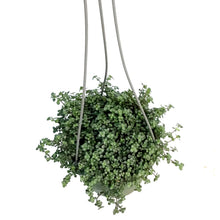 Load image into Gallery viewer, Pilea 6.5in Hanging Basket,Silver Trailing
