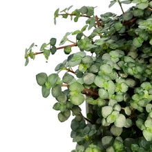 Load image into Gallery viewer, Pilea 6.5in Hanging Basket,Silver Trailing