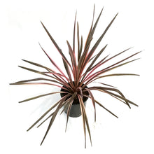 Load image into Gallery viewer, Cordyline, 6in, Southern Spledor