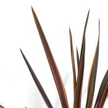 Load image into Gallery viewer, Cordyline, 6in, Southern Spledor