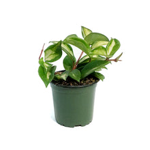 Load image into Gallery viewer, Hoya, 4in, Tricolour