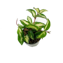 Load image into Gallery viewer, Hoya, 4in, Tricolour