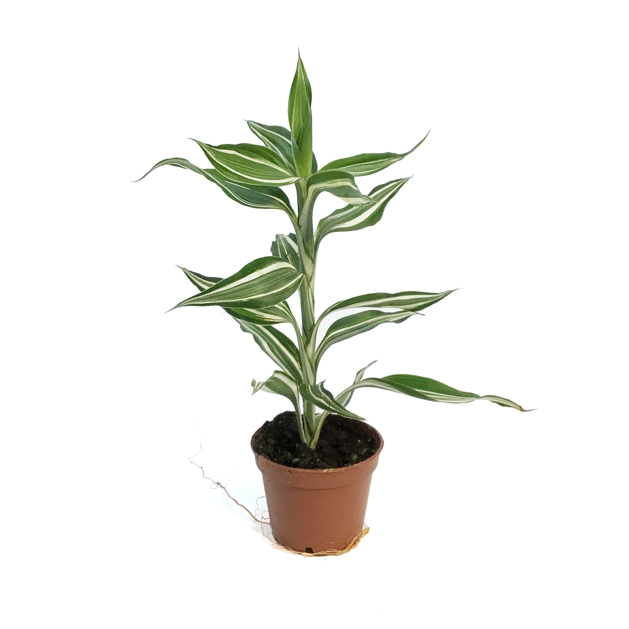 dracaena sanderiana ribbon plant Dracaena, 2.5in, Sanderiana Ribbon Plant