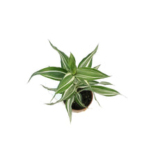 Load image into Gallery viewer, Dracaena, 2.5in, Sanderiana Ribbon Plant