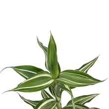 Load image into Gallery viewer, Dracaena, 2.5in, Sanderiana Ribbon Plant
