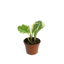 Load image into Gallery viewer, Peperomia, 2.5in, Pepperface
