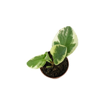Load image into Gallery viewer, Peperomia, 2.5in, Pepperface