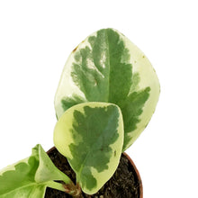 Load image into Gallery viewer, Peperomia, 2.5in, Pepperface