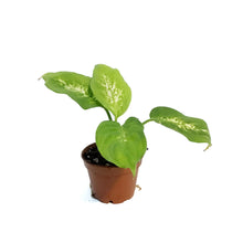 Load image into Gallery viewer, Dieffenbachia, 2.5in