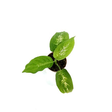 Load image into Gallery viewer, Dieffenbachia, 2.5in