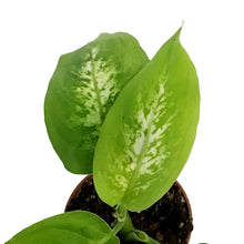 Load image into Gallery viewer, Dieffenbachia, 2.5in