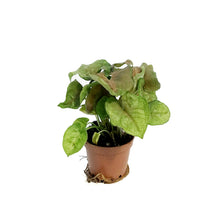 Load image into Gallery viewer, Nephthytis, 2.5in