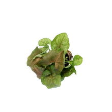 Load image into Gallery viewer, Nephthytis, 2.5in