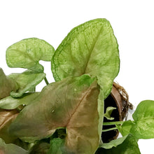Load image into Gallery viewer, Nephthytis, 2.5in
