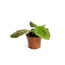 Load image into Gallery viewer, Maranta, 2.5in, Green