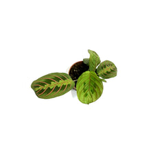 Load image into Gallery viewer, Maranta, 2.5in, Green