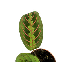 Load image into Gallery viewer, Maranta, 2.5in, Green