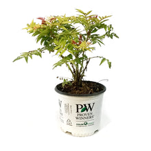 Load image into Gallery viewer, Spirea,8in,Mr.Mustard False Spirea