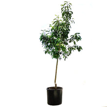 Load image into Gallery viewer, Crabapple, 7 gal, Flowering, Spring Snow