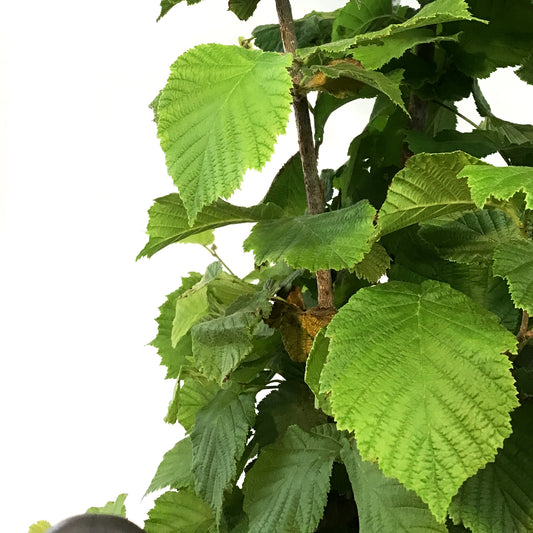 Hazelnut, 5 gal, Combination