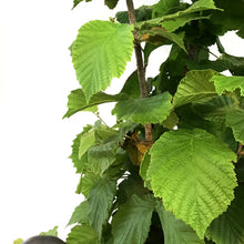 Load image into Gallery viewer, Hazelnut, 5 gal, Combination