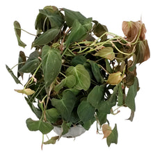 Load image into Gallery viewer, Philodendron, 10in , Micans Totem