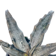 Load image into Gallery viewer, Cryptanthus, 3.5in, Earth Star Assorted