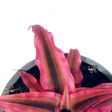 Load image into Gallery viewer, Cryptanthus, 3.5in, Earth Star Assorted