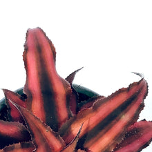 Load image into Gallery viewer, Cryptanthus, 3.5in, Earth Star Assorted