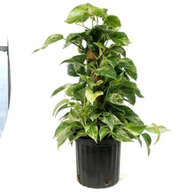 Load image into Gallery viewer, Pothos, 10in, Marble Queen, Totem