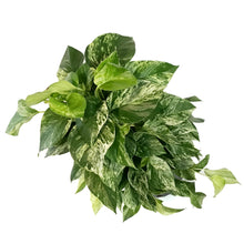 Load image into Gallery viewer, Pothos, 10in, Marble Queen, Totem