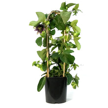 Load image into Gallery viewer, Passion Flower, 7in, on a Trellis