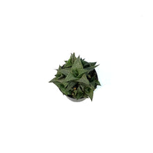 Load image into Gallery viewer, Succulent, 2.5in, Haworthia Tessellata