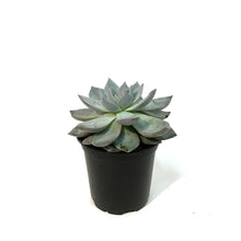 Load image into Gallery viewer, Succulent, 4in, Echeveria Blue Bird