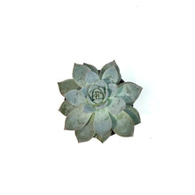 Load image into Gallery viewer, Succulent, 4in, Echeveria Blue Bird