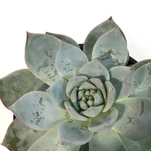 Load image into Gallery viewer, Succulent, 4in, Echeveria Blue Bird