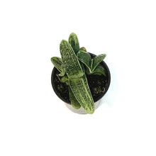 Load image into Gallery viewer, Succulent, 4in, Gasteria Little Warty