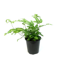 Load image into Gallery viewer, Fern, 3.5in, Mayi