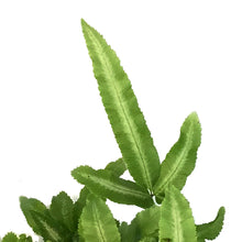 Load image into Gallery viewer, Fern, 3.5in, Mayi