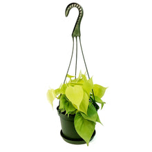Load image into Gallery viewer, Philodendron, 6in hb, Lemon Cordatum