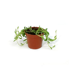 Load image into Gallery viewer, String of Bananas, 2.5in, Senecio radicans