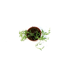 Load image into Gallery viewer, String of Bananas, 2.5in, Senecio radicans