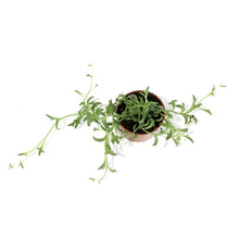 Load image into Gallery viewer, String of Dolphins, 2.5in, Senecio peregrinus