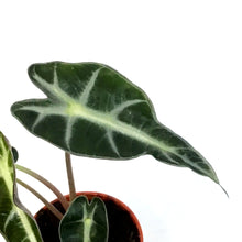 Load image into Gallery viewer, Alocasia, 2.5in, Bambino