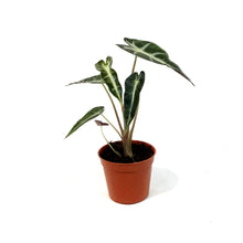Load image into Gallery viewer, Alocasia, 2.5in, Bambino